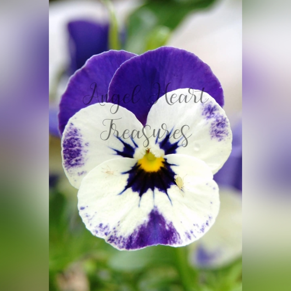 8x10 Original Photography Of Purple & White Pansy Nature Photo Print